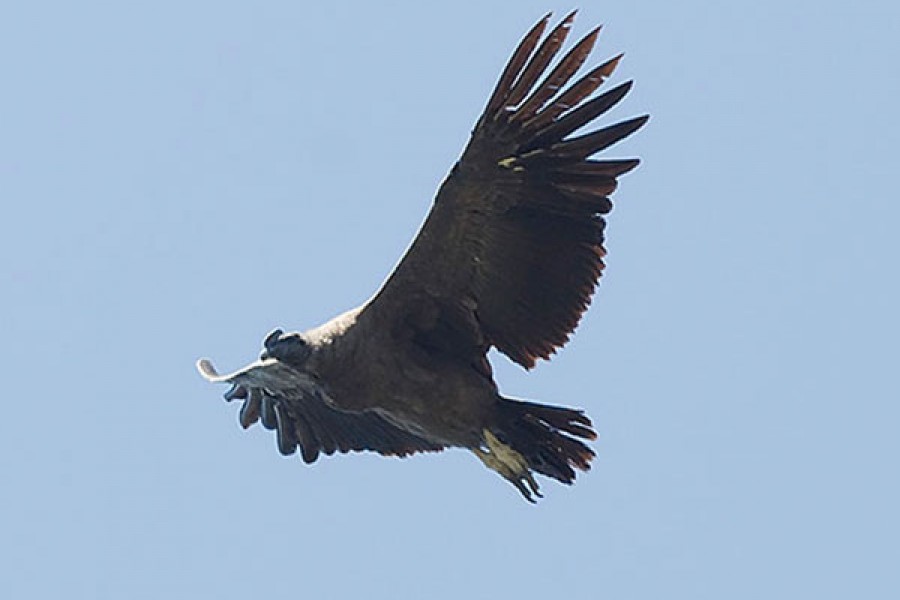 Andean Condor Tour