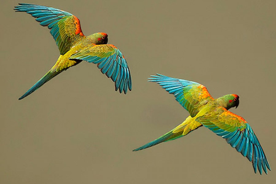 Red Fronted Macaw Lodge Tour