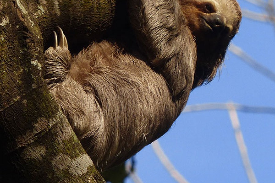 Sloth / Wildlife Tour