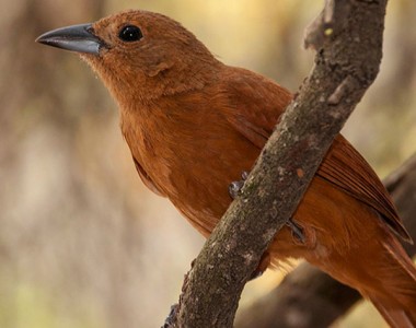 Santa Cruz Full Day Birding Tour