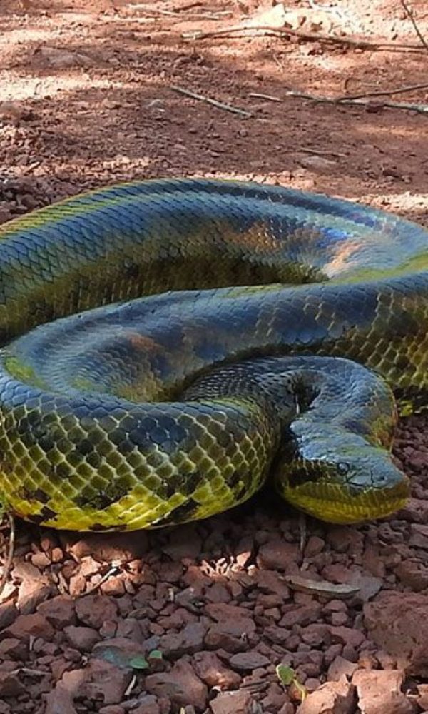 KAA IYA NATIONAL PARK / BOLIVIAN PANTANAL – JAGAUR AND ANACONDA TOUR