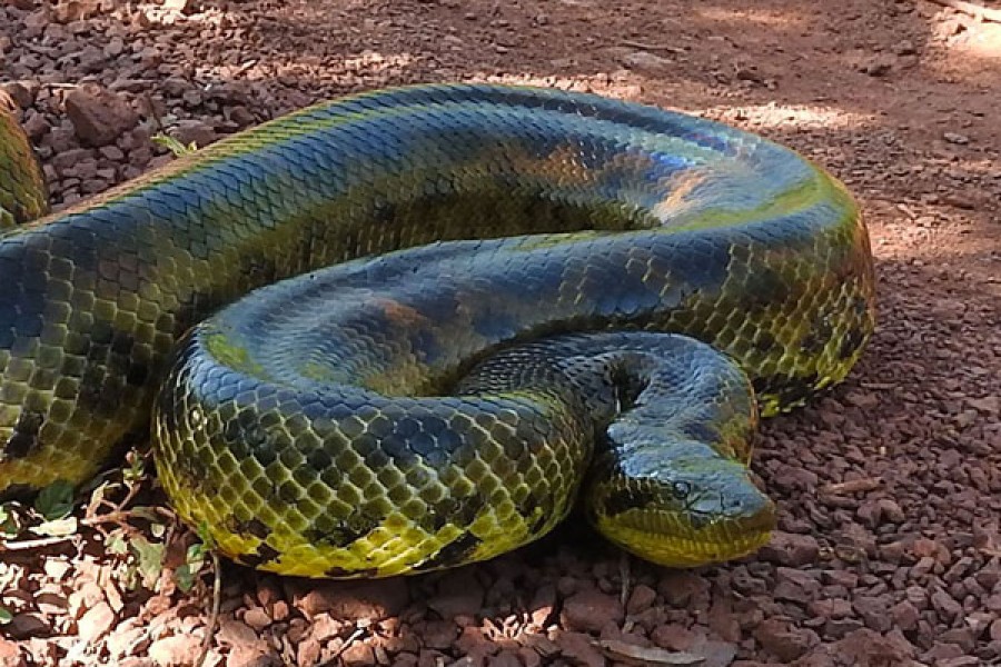 KAA IYA NATIONAL PARK / BOLIVIAN PANTANAL – JAGAUR AND ANACONDA TOUR