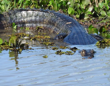 CHUCHINI AMAZON /WILDLIFE ADVENTURE TOUR