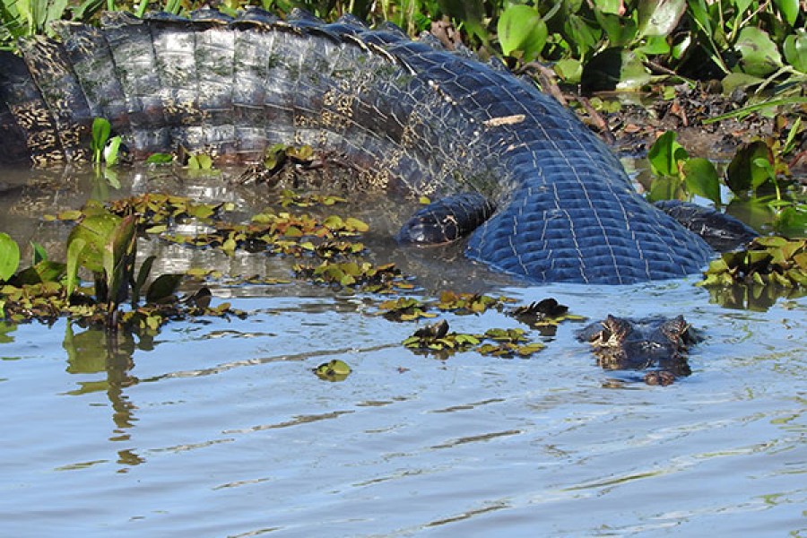 CHUCHINI AMAZON /WILDLIFE ADVENTURE TOUR