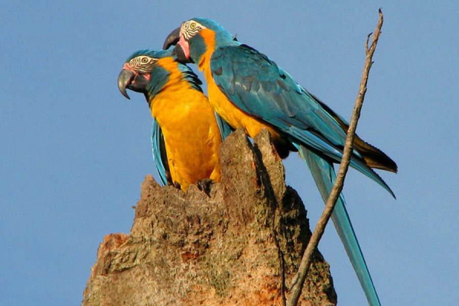 THE BLUE THROATED MACAW BIRD WATCHING DAY TOUR