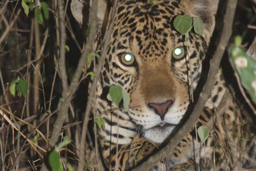 San Miguelito Jaguar Reserve and Pantanal Package