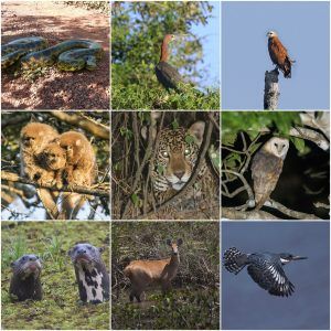 San Miguelito Jaguar Reserve and Pantanal Package – Tours in Bolivia