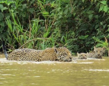 NORTH PANTANAL ULTIMATE WILDLIFE SAFARI PACKAGE<br>7 DAYS/6 NIGHTS