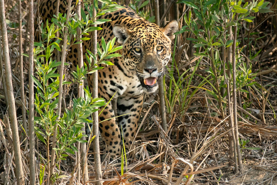 JAGUAR CONSERVATION SPONSORSHIP