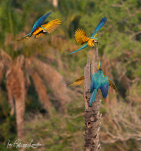 Bolivia birdwatching tours