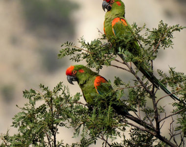 SUCRE RED FRONTED MACAW BIRDWATCHING TOUR