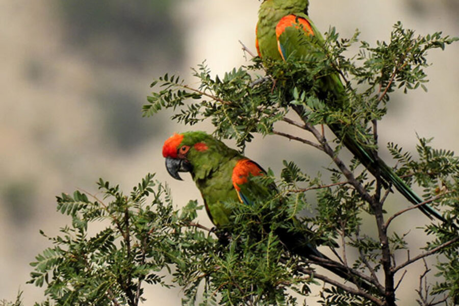 SUCRE RED FRONTED MACAW BIRDWATCHING TOUR