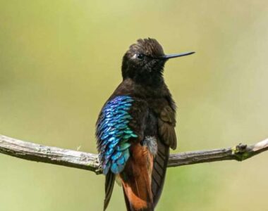 JUKUMARI LODGE, THE BEST KEPT BIRDING SECRET IN BOLIVIA