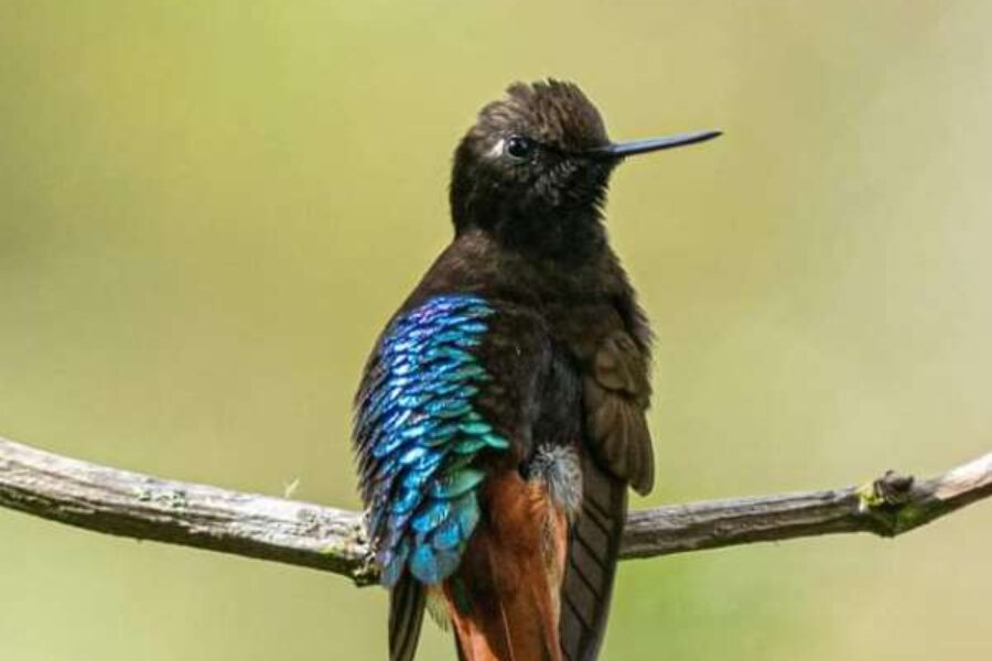 JUKUMARI LODGE, THE BEST KEPT BIRDING SECRET IN BOLIVIA