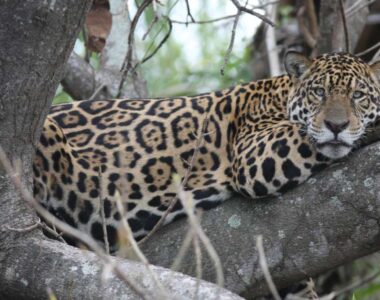 JAGUAR CONSERVATION SPONSORSHIP