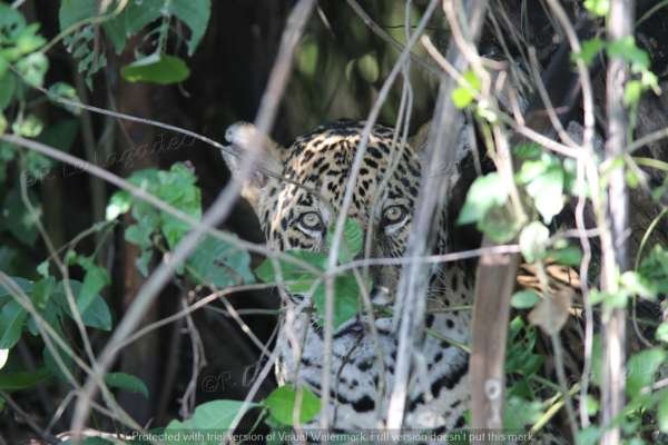 04-jaguarnick