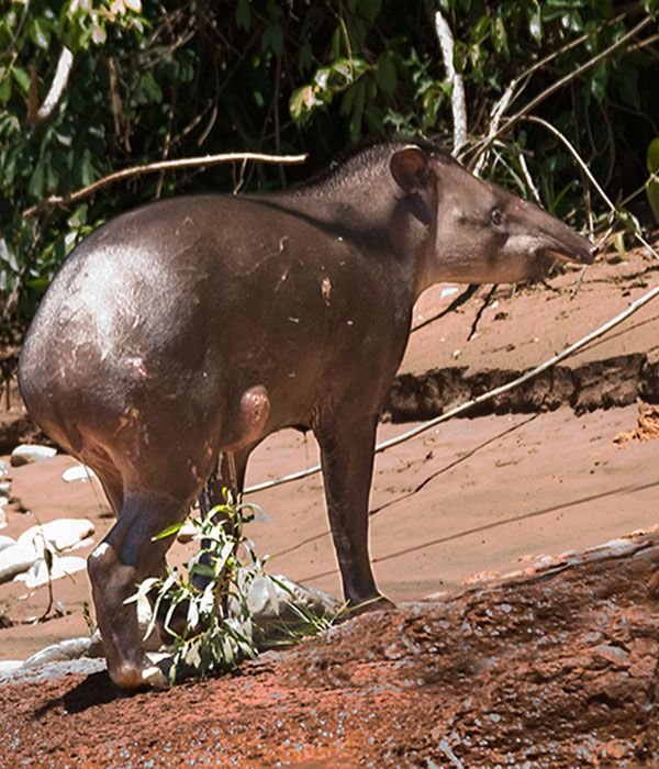 amazon-pampas-itinerary-day-6