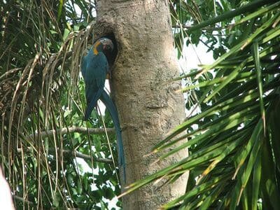 blue-throated-macaw-gallery-1