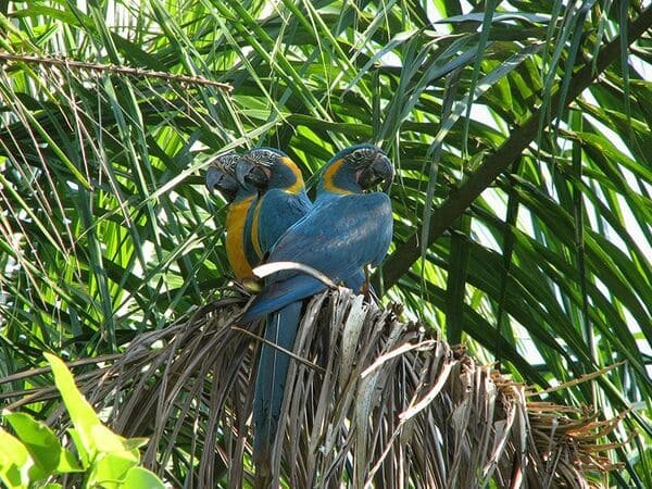blue-throated-macaw-gallery-3