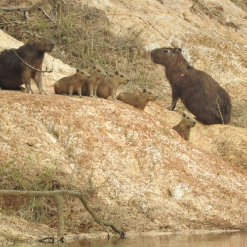 gal-sancarlos-04-500x500