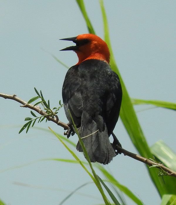 kaa-pantanal-itinerary-day-6