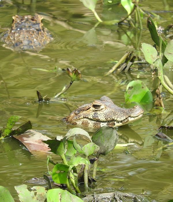 kaa-pantanal-itinerary-day-7