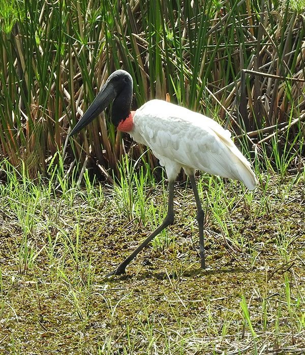 pantanal-itinerary-day-1