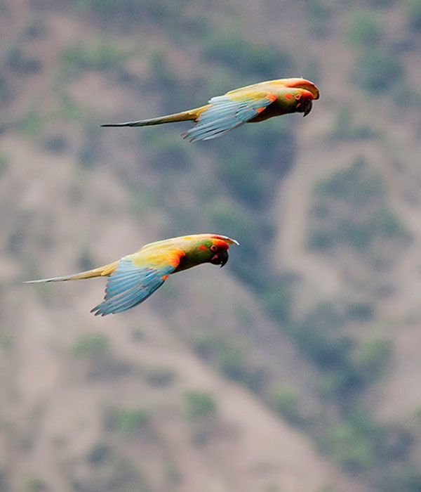 red-macaw-itinerary-day-1
