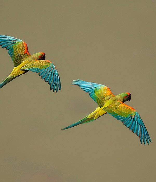 red-macaw-itinerary-day-2