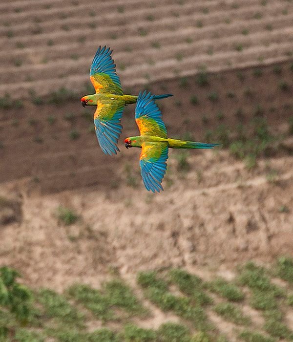red-macaw-itinerary-day-4