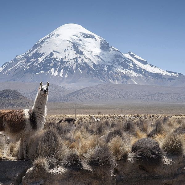 sajama-web-11