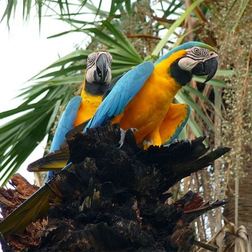 sancarlos-gal-004-500x500