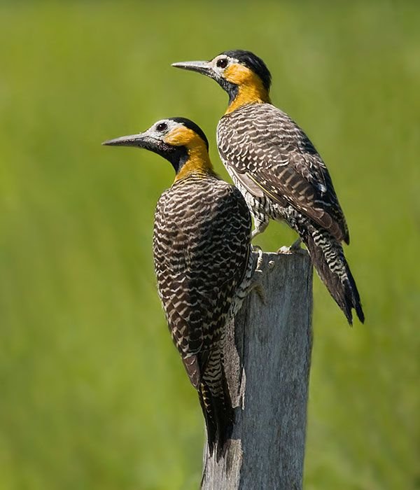 sc-birding-itinerary-day-2